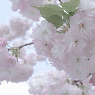 兽设表情绘制实用教程兽圈社群